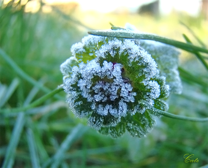 fiori tra i cristalli